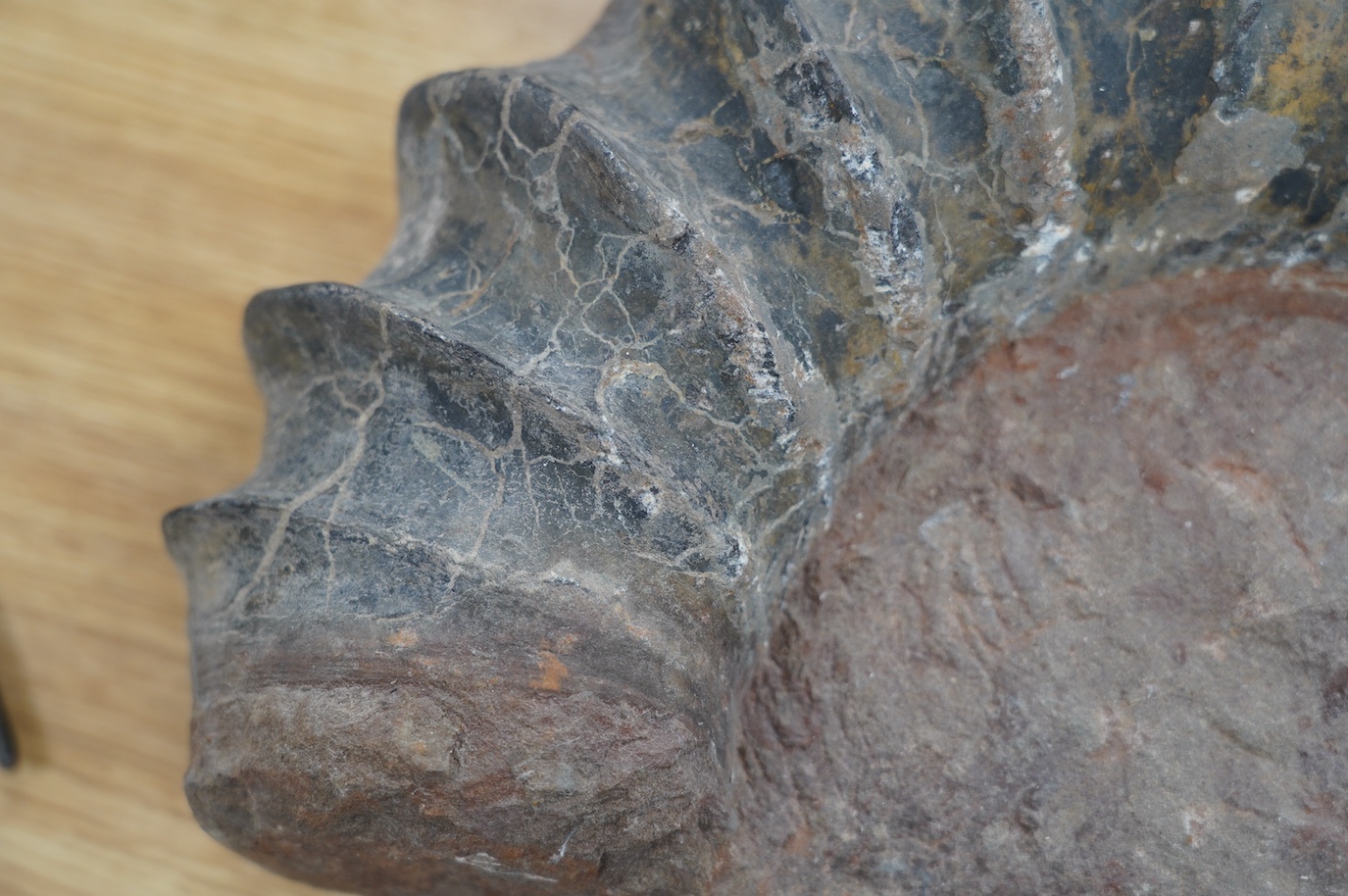 A large ammonite fossil, 40cm wide. Condition - good for age